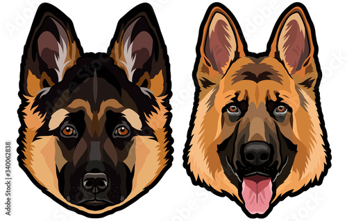 German shepherd dog portrait colored vector illustration