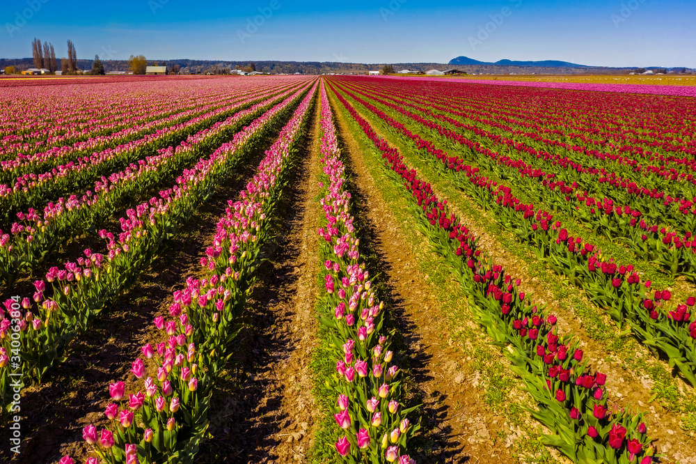 Aerial View of Tulip Fields in the Skagit Valley, Washington. Colorful and graphic tulip rows seen in the Skagit Valley of western Washington state signals the spring season has finally arrived.
