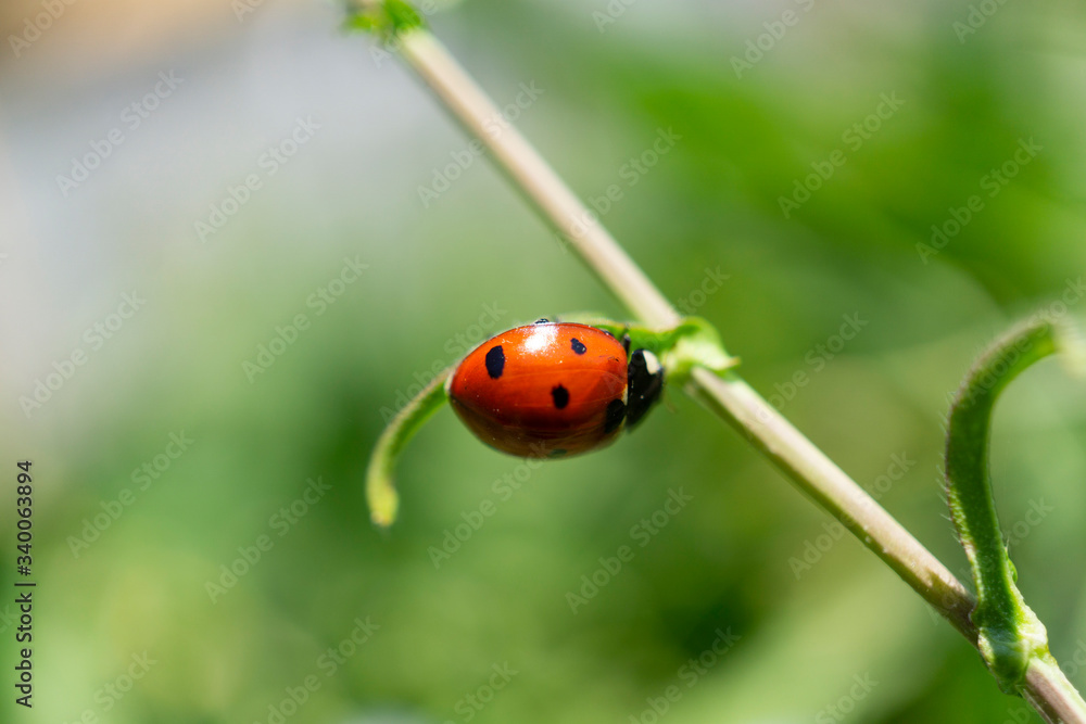 Coccinella su un filo di erba 