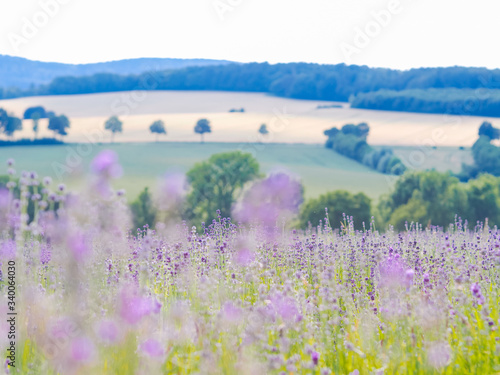Violet lavender field blooming in summer sunlight. Sea of Lilac Flowers landscape in Provence, France. Bunch of scented flowers of the French Provence . Aromatherapy. Nature Cosmetics. Gardening.