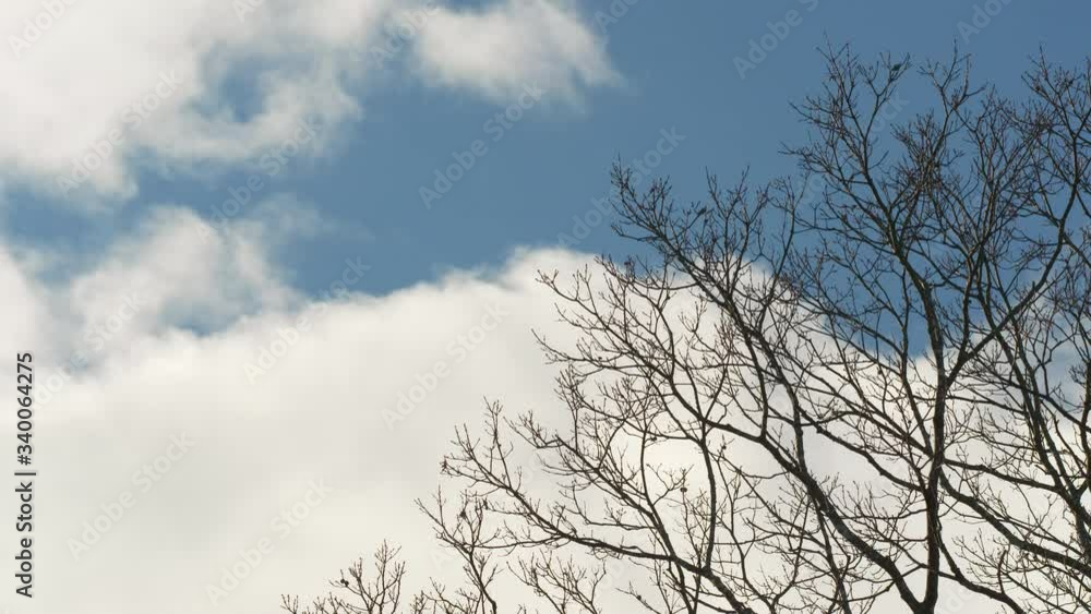 Fast moving clouds whip past bare winter oak trees Fast moving clouds whip past bare winter oak trees