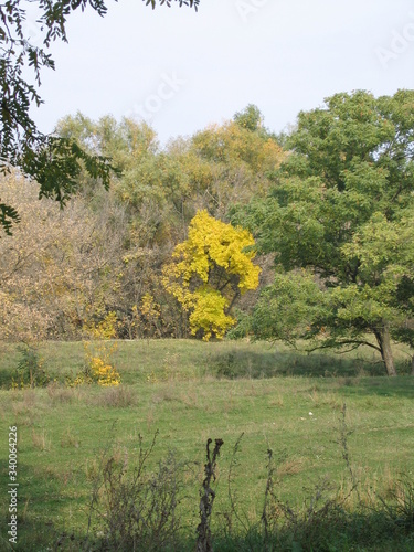 autumn in the forest