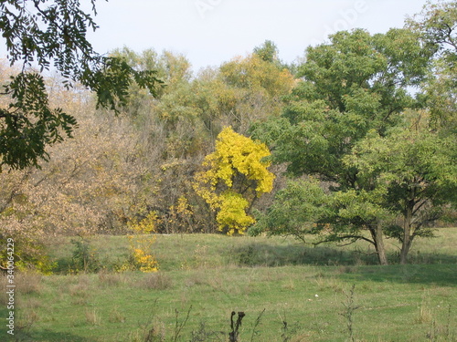 tree in the field