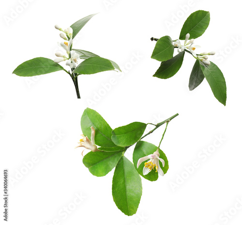Set of branches with beautiful blooming citrus flowers on white background
