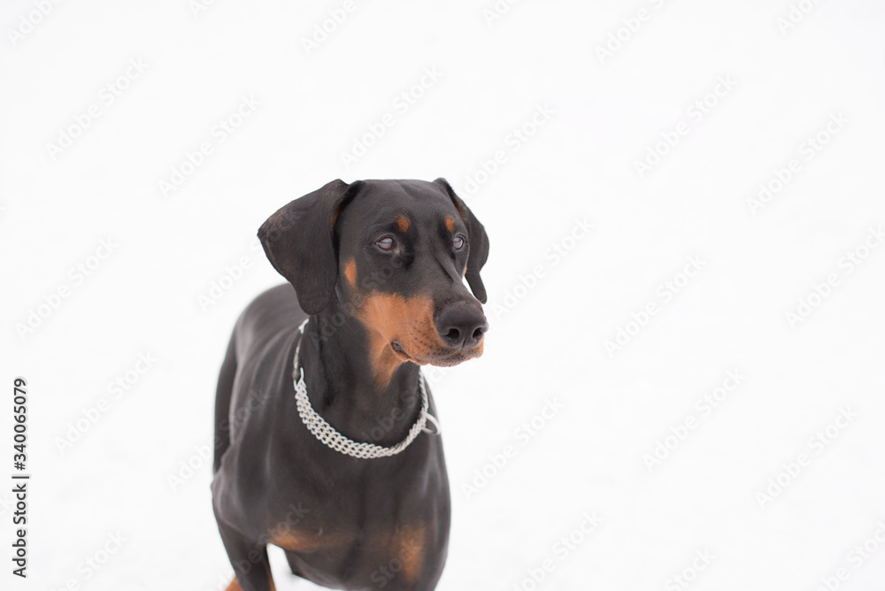 Doberman pincher portrait. Looking dog isolated