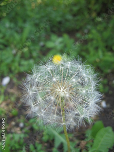 dandelion on a green background
