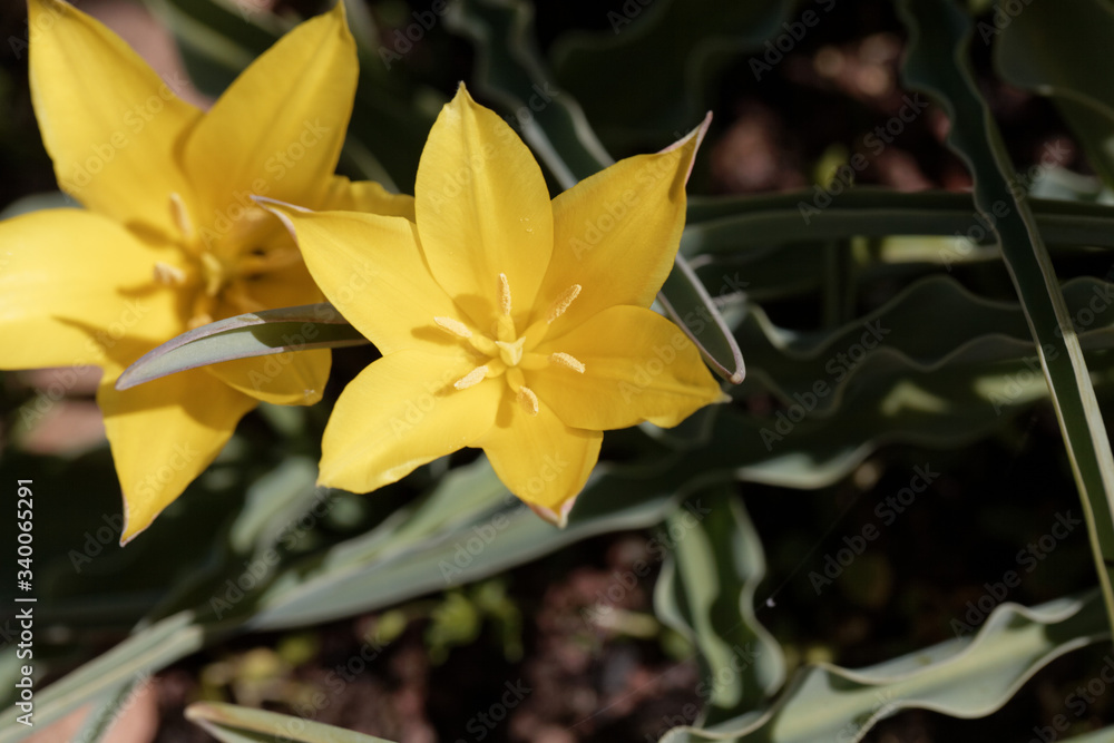 Obraz premium Flower of the Tulip Tulipa kolpakowskiana