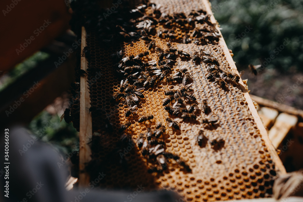 The beekeeper holds a honey cell with bees in his hands. Apiculture. Apiary The beekeeper holds a honey cell with bees in his hands. Apiculture. Apiary