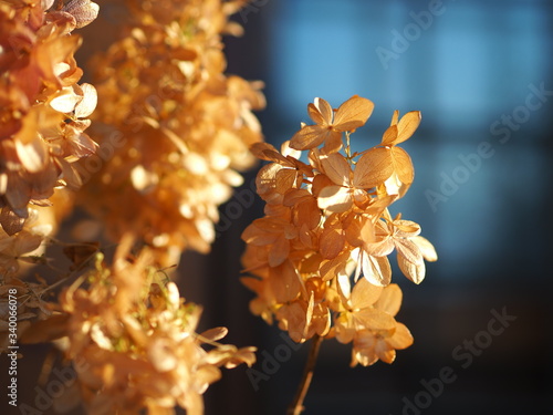 fiore 2