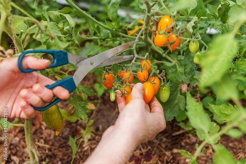 Gardening and agriculture concept. Woman farm worker hand picking fresh ripe organic tomatoes. Greenhouse produce. Vegetable food production. Tomato growing in greenhouse.