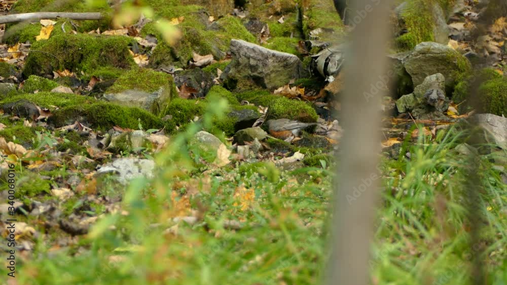 Robin birds arriving at possible source of food in wetland Robin birds arriving at possible source of food in wetland