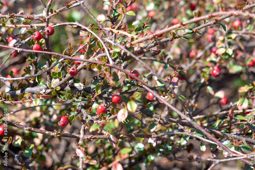 Close-up of a shrub plant with small red berries. Close-up of a shrub plant with small red berries.
