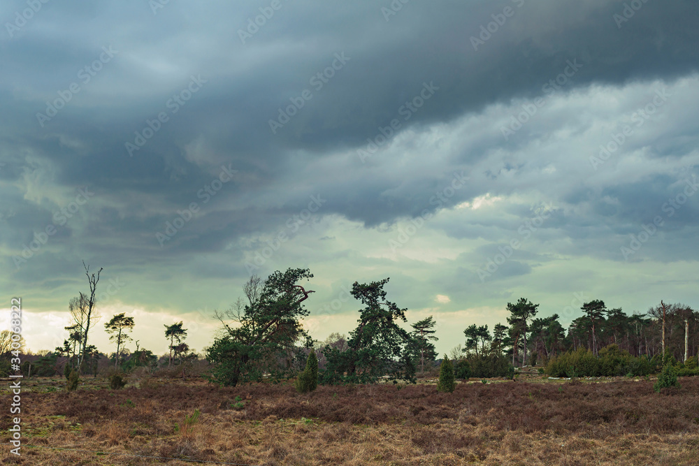 Heathland with pine trees under cloudy sky.