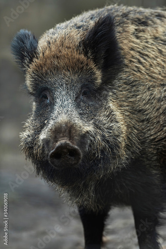 Large wild boar looking straight towards camera.
