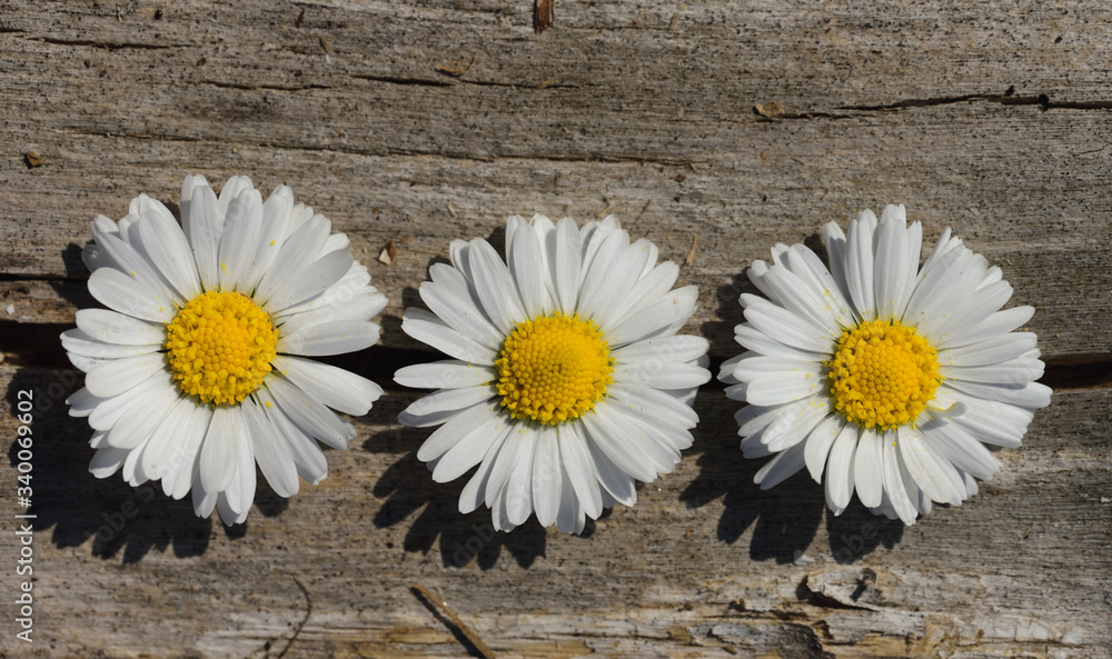Obraz premium Three small white daisies are decoratively lined up on old dry wood in spring