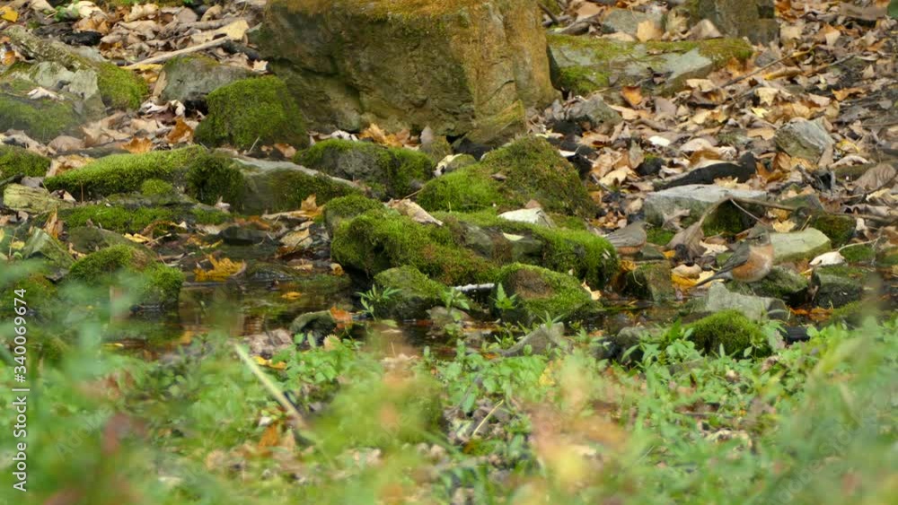 Pair of Robin birds standing on stones covered in green moss Pair of Robin birds standing on stones covered in green moss
