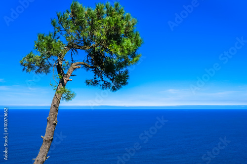 Fototapeta Naklejka Na Ścianę i Meble -  Lonely pine tree on the rocks above the sea. Donostia San Sebastian, Basque Country, Spain. Copy space