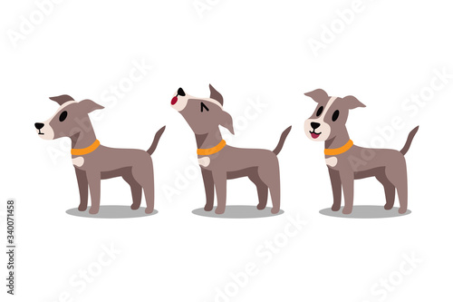 Set of vector cartoon character greyhound dog poses for design.