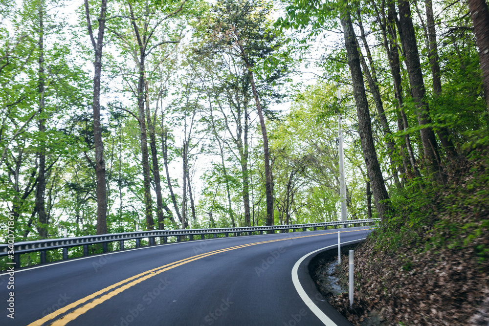 Fototapeta premium Spring Foliage