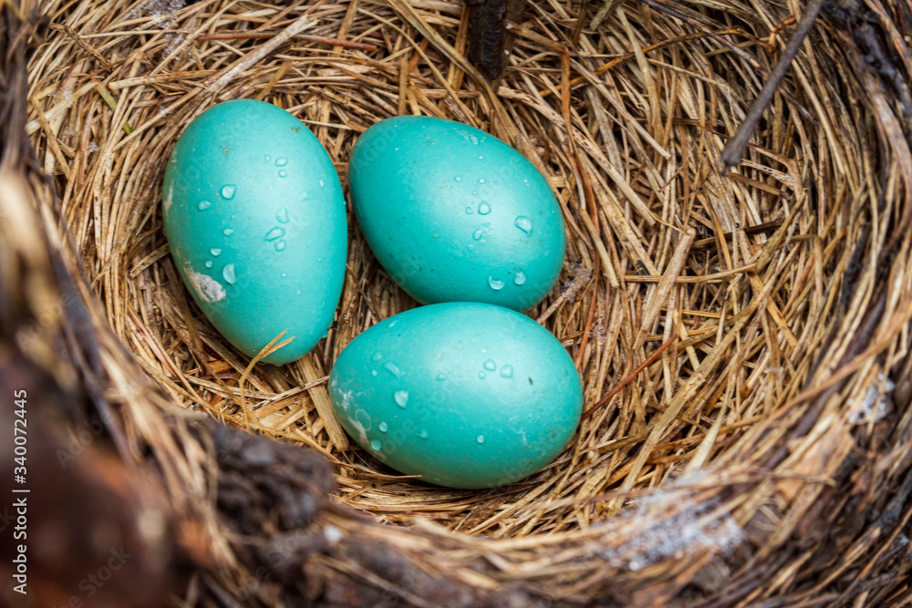 Blue Eggs In A Nest Blue Eggs In A Nest