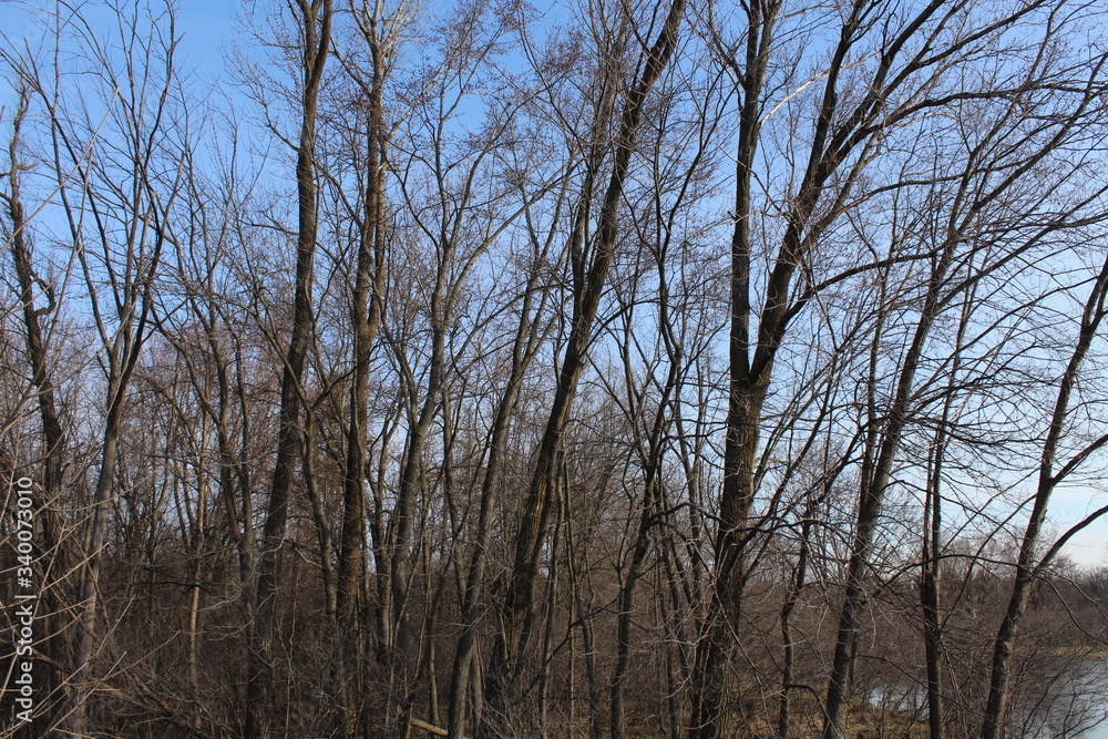 trees in the forest trees in the forest