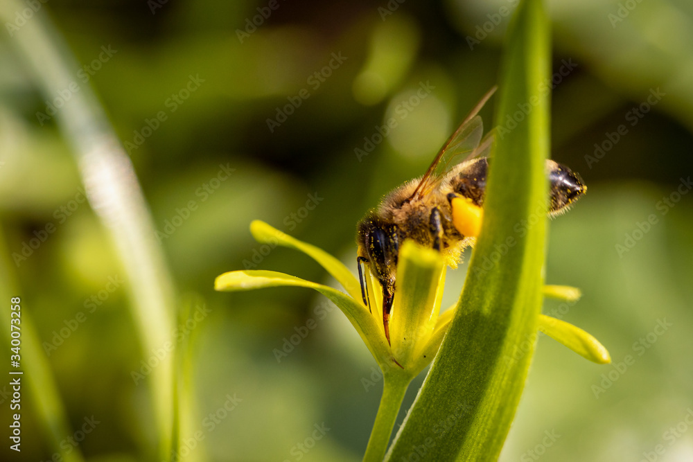 Bee on a spring flower collecting pollen and nectar Bee on a spring flower collecting pollen and nectar