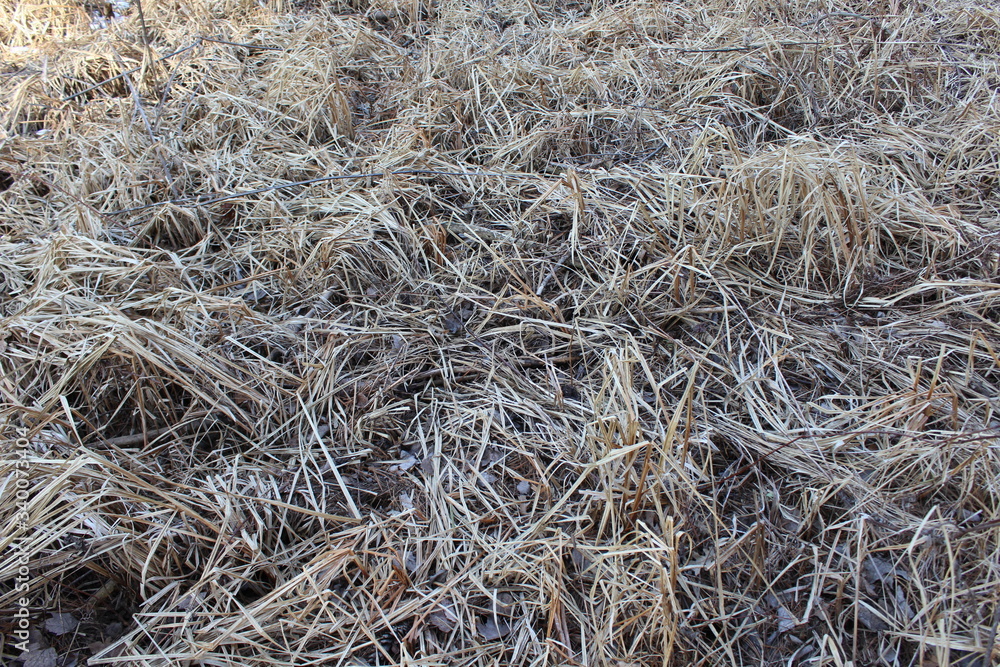 dry grass background dry grass background