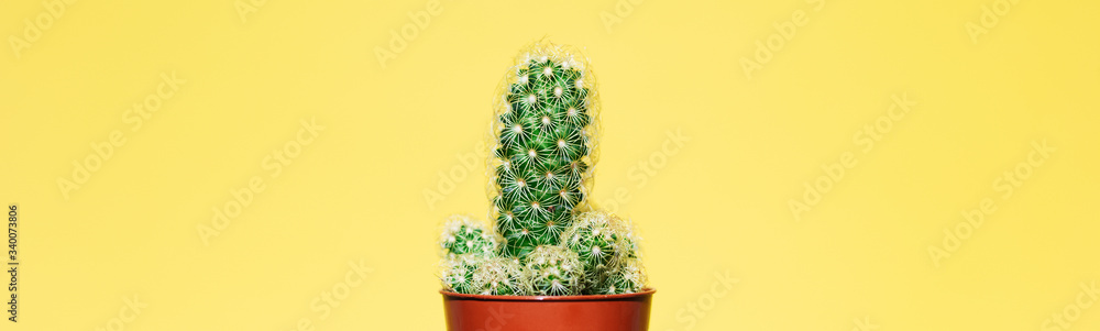 Close-up of small green cactus in brown pot isolated on yellow panoramic background. Close-up of small green cactus in brown pot isolated on yellow panoramic background.
