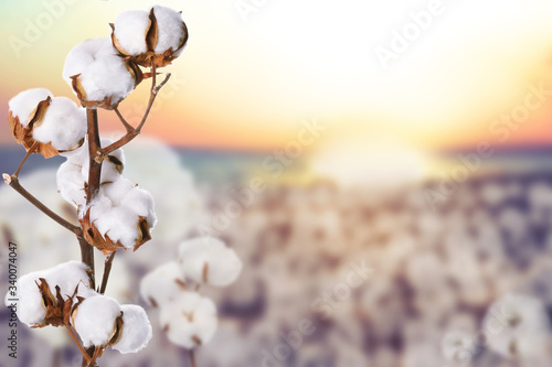 Beautiful fluffy cotton flowers and blurred view of field on background, space for text