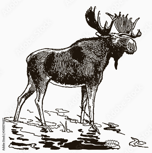 Bull moose standing in shallow water. Illustration after a historical engraving from the early 20th century