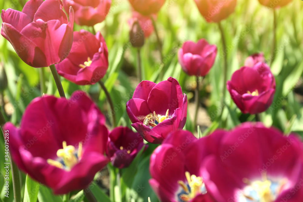 Beautiful blooming tulips outdoors on sunny day