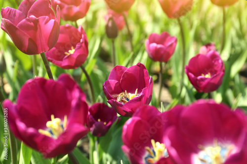 Beautiful blooming tulips outdoors on sunny day