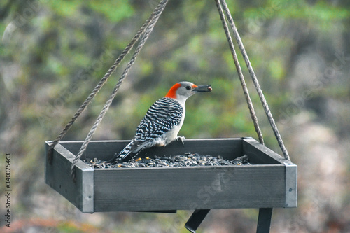 Red-bellied woodpecker in a bird feeder 