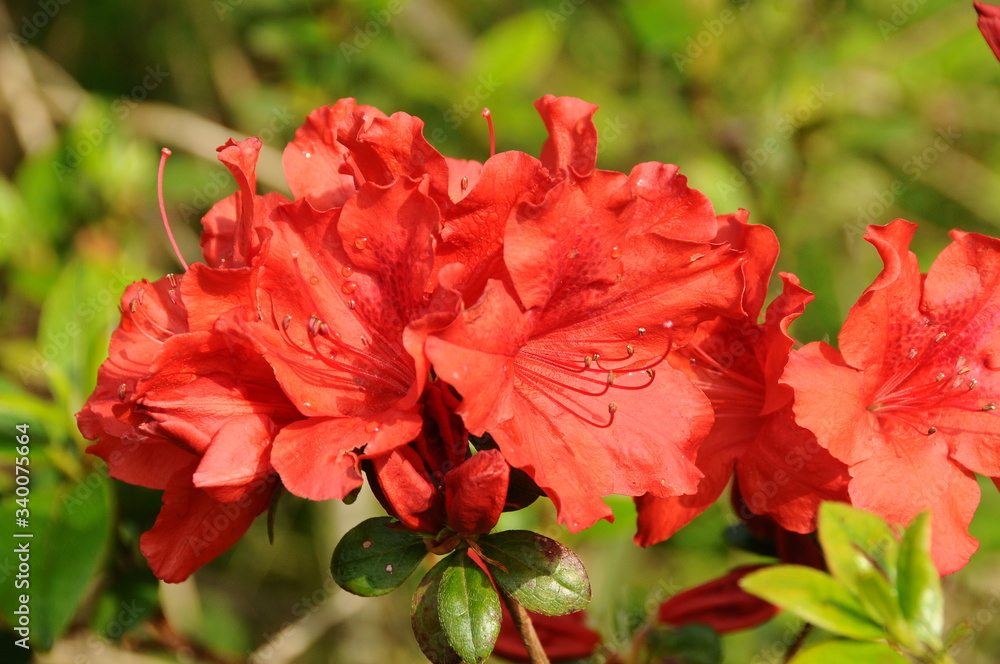 Fototapeta premium ツツジ 鹿児島県出水市