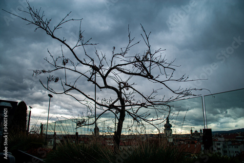 
leafless tree on the background of the sky