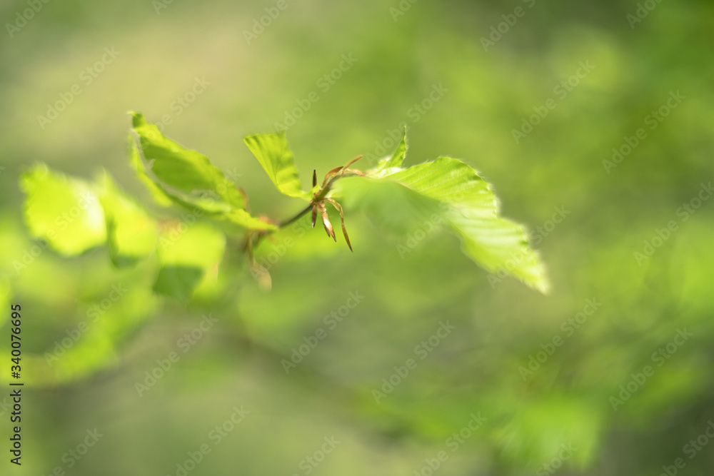 green leaves on the tree green leaves on the tree