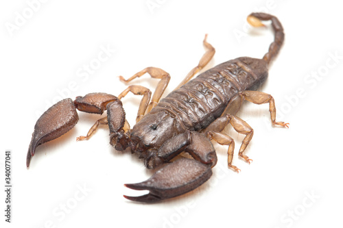 Dwarf wood scorpion (Liocheles sp.) isolated on white background photo