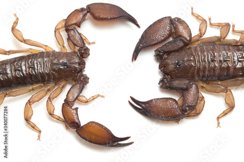 Dwarf wood scorpion (Liocheles sp.) isolated on white background photo