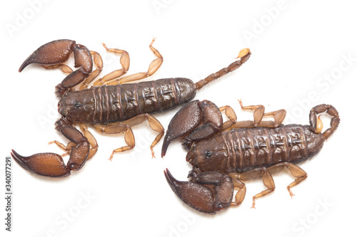 Dwarf wood scorpion (Liocheles sp.) isolated on white background photo