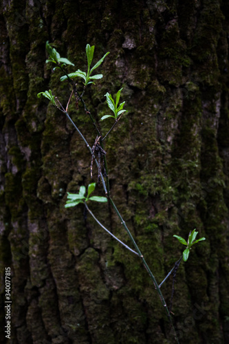 Obraz na płótnie Twig with leaves tree bark background