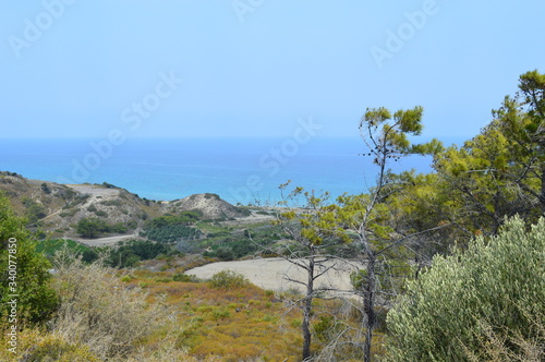 pine tree on the beach in Rhodes