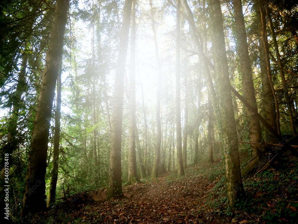 Naklejka premium Enchanted forest crossed by the sun's rays