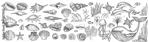 Big set of shells and sea animals