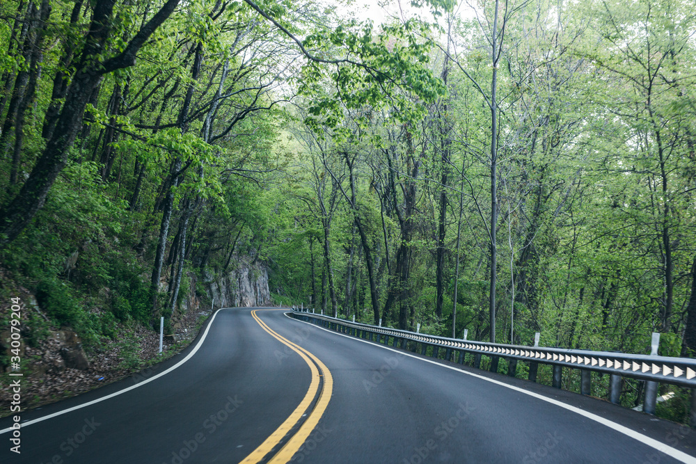 Fototapeta premium Spring Foliage