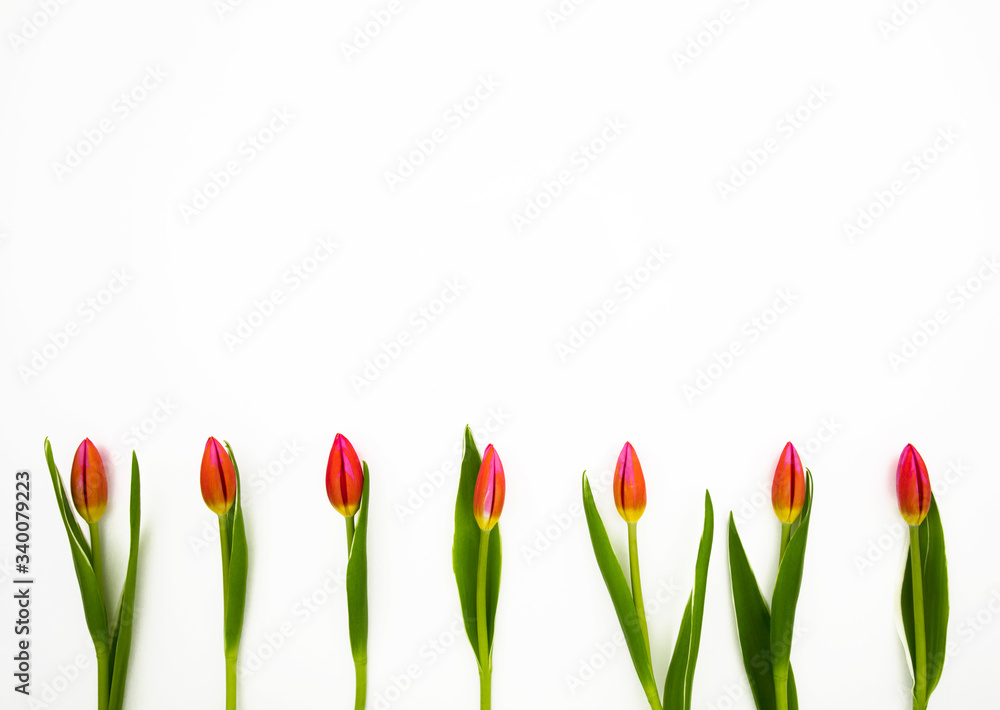 Flowers pink tulips isolated on a white background. Frame. Texture. Background. Spring