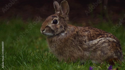 Rabbit in Grass - Slow Motion 4K