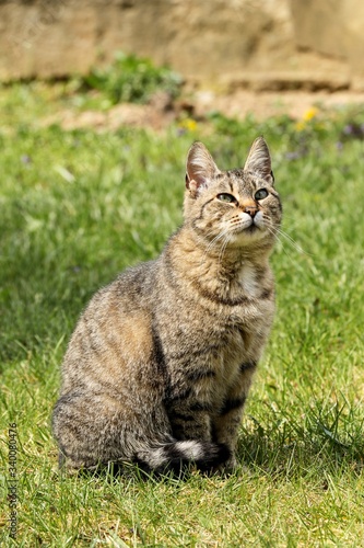 cat on the grass