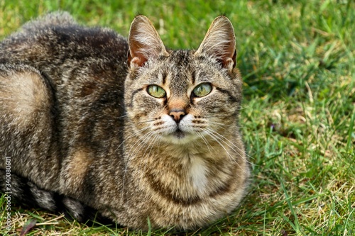 Wallpaper Mural cat in grass Torontodigital.ca