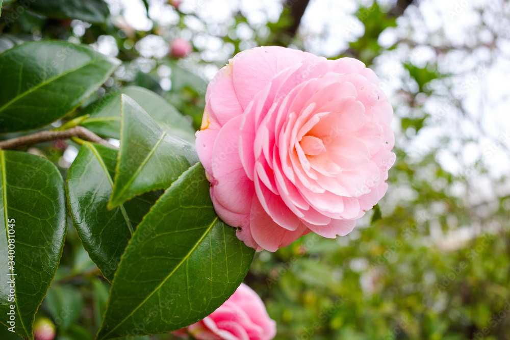 ばら 花 ピンク 庭 自然 植える 緑 美しい 花 サマータイム 愛 全盛期 ばら 美しさ 植物 とぶ 葉 咲く 赤 葉 フローラル つぼみ 花びら アップ Stock Foto Adobe Stock