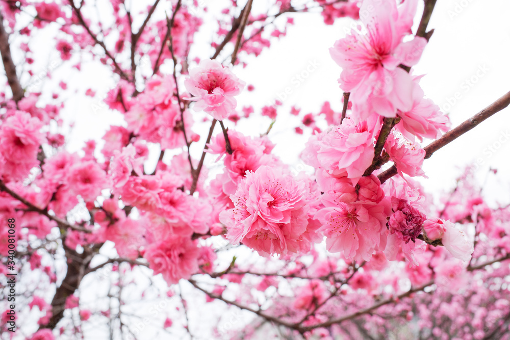 花 ピンク 木 サクランボ とぶ 全盛期 ブランチ 自然 Sakura 花 咲く 植える すごい 全盛期 美しい 美しさ 季節 白 フローラル 庭 植物 ナチュラル 日本人 つぼみ Stock Foto Adobe Stock